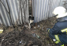 Застряла в заборе: павлоградские спасатели помогли собаке