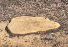 Под Павлоградом «чёрные лесорубы» вырубили 80% вековых дубов