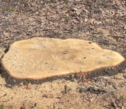 Под Павлоградом «чёрные лесорубы» вырубили 80% вековых дубов