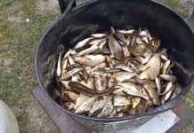 На Павлоградщине активисты проводят зарыбление Самары (ФОТО и ВИДЕО)