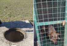 В Павлограде коммунальщики освободили собаку из 3-метровой ловушки