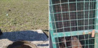 В Павлограде коммунальщики освободили собаку из 3-метровой ловушки