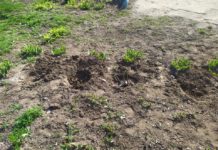 «Ниже опускаться уже некуда»: в Терновке у школьников украли розы