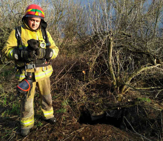 Под Павлоградом спасали щенка