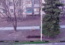 В Першотравенске жители зарыли труп собаки на городской аллее (ВИДЕО)