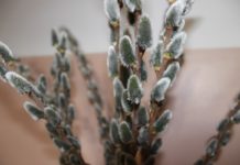 Ночью в Павлограде будут заморозки