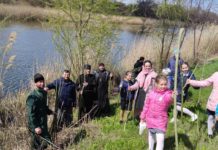 Вдоль набережной в Павлограде высаживают вербы