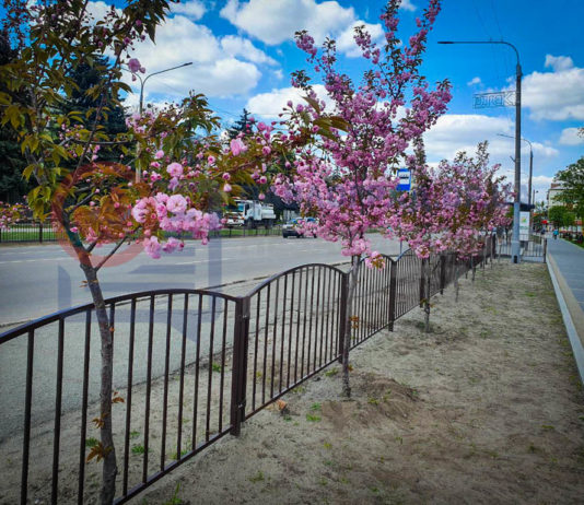 В столице Западного Донбасса зацвели сакуры (ФОТОФАКТ)