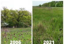 На Павлоградщине практически уничтожили поле краснокнижных цветов