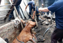 В Дмитровке корова пережила нечто страшное