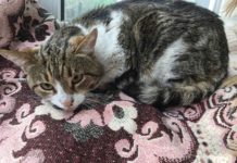 В Павлограде ищут дом для котика-«высотника»