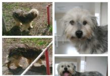 В Павлограде бездомная Молли получила «полный тюнинг»