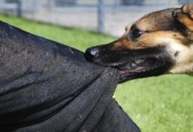 Не могу молчать, потому что боюсь за детей: под Павлоградом агрессивные бездомные псы нападают на людей