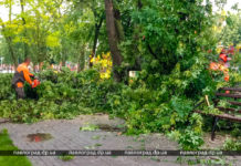 В Детском парке рухнуло дерево (ФОТО и ВИДЕО)