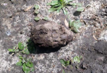 Осторожнее на огороде: павлоградец в своём дворе нашел гранату