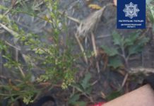 На обочине возле Вербок лежал подросток: что случилось