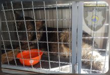 В Терновке поймали агрессивную овчарку: что будет с собакой?