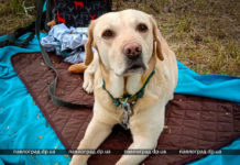 В Павлоград на соревнования съехались четырехлапые