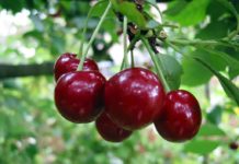 Павлоградец рвал вишню и попал в больницу