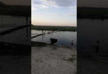 Богуславская корова… стала звездой соцсетей (ВИДЕО)