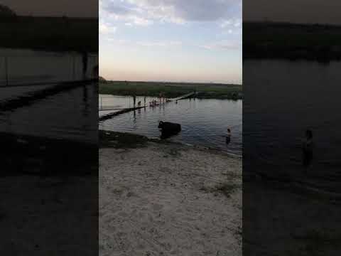 Богуславская корова… стала звездой соцсетей (ВИДЕО)