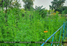 Трава по пояс: павлоградцев просят привести в порядок могилы родственников