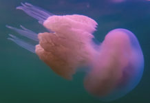 Ученые объяснили, почему на Азове так много медуз, и что можно сделать (ФОТО и ВИДЕО)