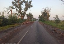 Последствия урагана: на Павлоградщине деревья вырвало с корнем (ФОТО и ВИДЕО)