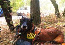 Амброзия вывела из строя лучшую поисковую собаку Украины