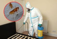 Павлоградцев атакуют подвальные блохи