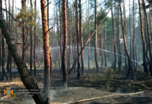 Вблизи Павлограда был лесной пожар: подробности