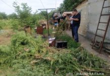В селах Павлоградщины нашли десятки кустов запрещенного растения