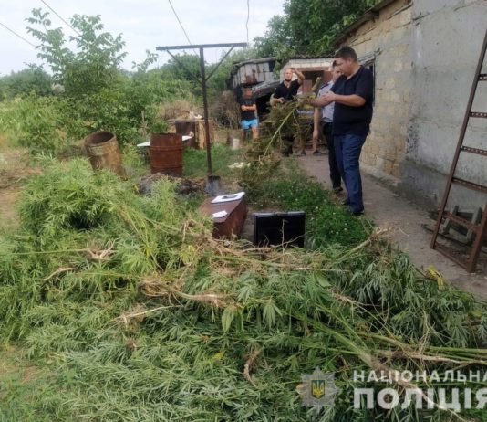 В селах Павлоградщины нашли десятки кустов запрещенного растения