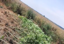 На Павлоградщине проводится операция «Мак»: какие результаты