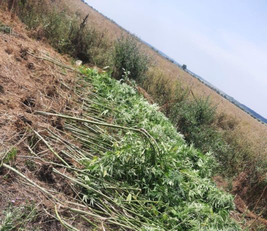 На Павлоградщине проводится операция «Мак»: какие результаты