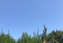 Павлоградец вырастил на своем огороде необычный урожай