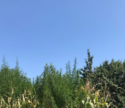 Павлоградец вырастил на своем огороде необычный урожай