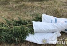 Полицейские уничтожили в Павлограде плантацию незаконного урожая