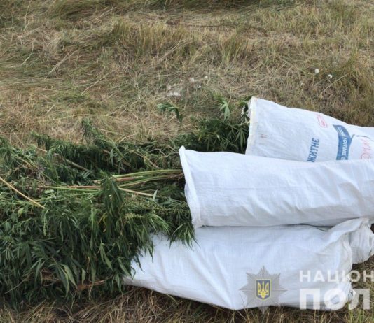 Полицейские уничтожили в Павлограде плантацию незаконного урожая