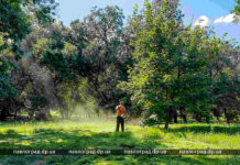 В Павлограде выкосят траву за 730 тыс. грн: где конкретно