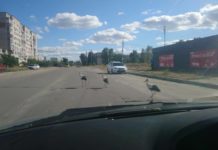 В Павлограде движение на улице парализовали аисты