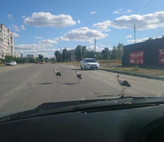 В Павлограде движение на улице парализовали аисты