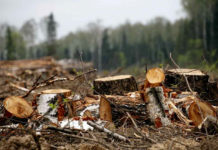 За вырубку деревьев житель Петропавловщины получил внушительный срок