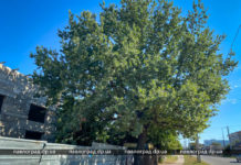 В Павлограде оградили старинный дуб