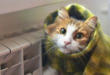 Стало известно, насколько Павлоград готов к зиме