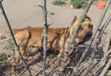 В Павлограде хозяйка довела собаку до истощения