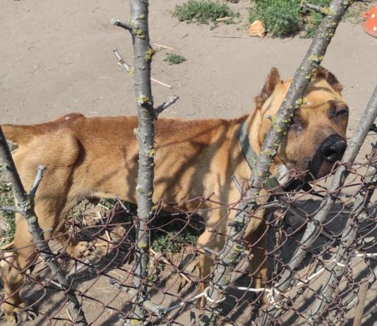 В Павлограде хозяйка довела собаку до истощения