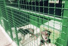 В Павлограде отловили две сотни собак, сколько вернулись на улицы?