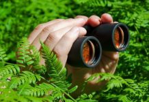 За парками Павлограда будут пристально наблюдать: почему