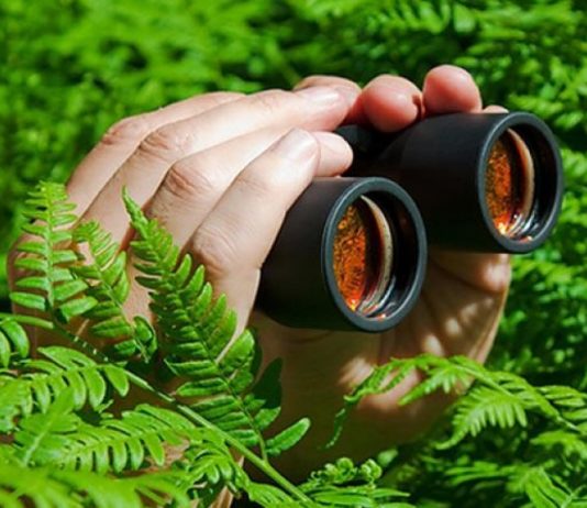 За парками Павлограда будут пристально наблюдать: почему